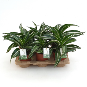 Dracaena fragrans 'Jade Jewel'