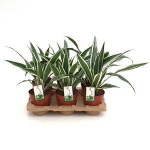 Dracaena fragransc White Stripe