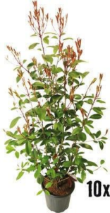 Photinia x fraseri 'Red Robin'