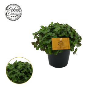 Callisia 'Turtle'