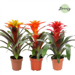 Guzmania Fiero mix