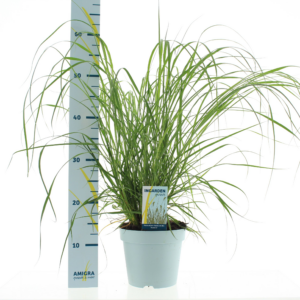 Pennisetum alopecuroides 'Hameln'