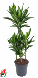 Dracaena fragrans 'Cintho'
