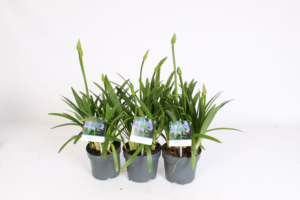 Agapanthus 'Charlotte' 2-5 knop