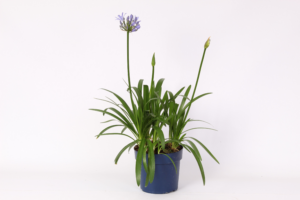 Agapanthus Eydori Blue