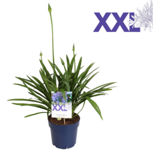 Agapanthus Eydori Blue