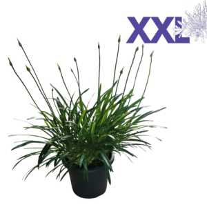 Agapanthus Eydori Blue