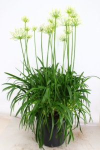 Agapanthus Eydori White