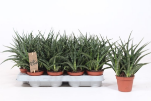 Sansevieria 'Fernwood Punk'