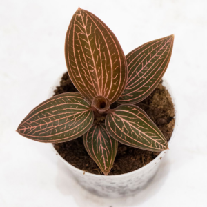 Ludisia discolor Ruby