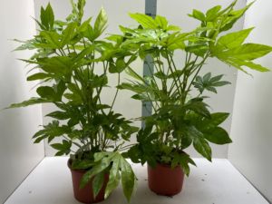 Fatsia japonica