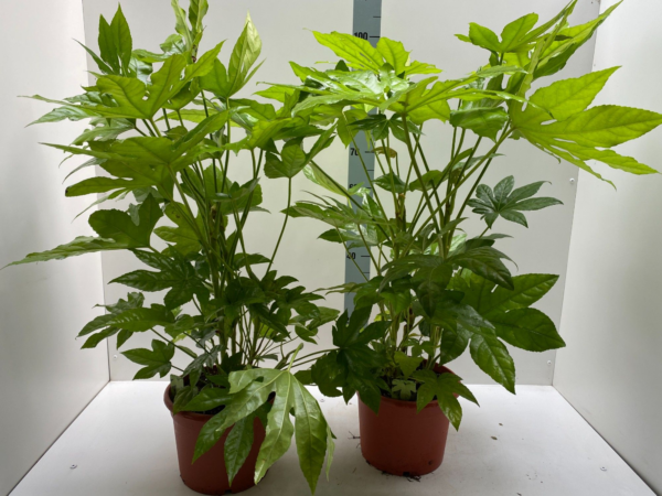 Fatsia japonica