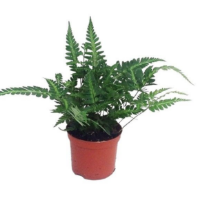 Rumohra Adiantiformis 'Variegata'