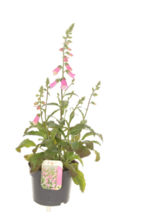 Digitalis 'Panther'