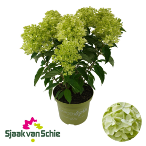 Hydrangea paniculata