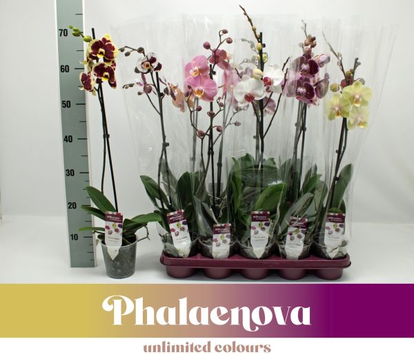 Phalaenopsis mix - 1-Branch