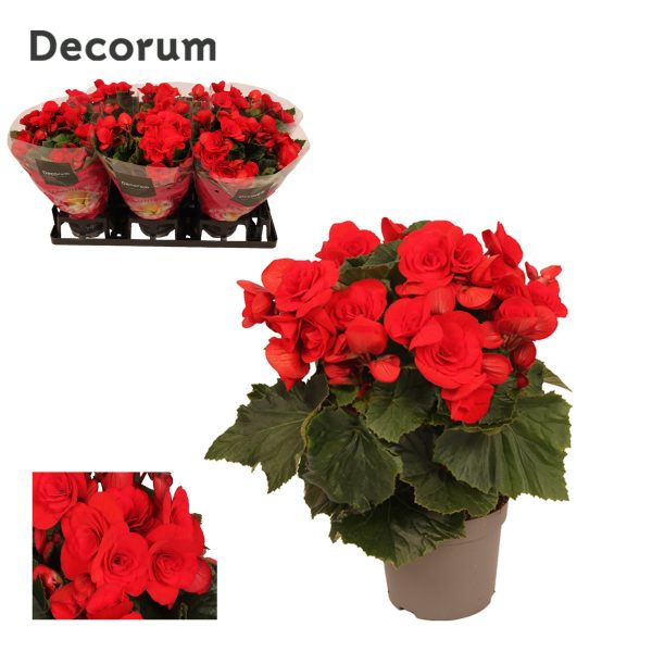 Begonia 'Baladin', Red